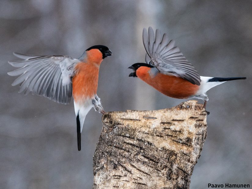 Kuvituskuva luonnonvaraisten lintujen ja nisäkkäiden valokuvauskurssi. Kuvan oikeudet: Paavo Hamunen